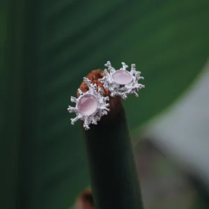 Pink Agate Stud Earrings in S925 Sterling Silver with splash-inspired silverwork and soft pink gemstones; styled on green plant stem against leafy backdrop to highlight organic elegance and handcrafted artistry.