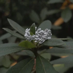 S925 Sterling Silver Poppy Leaf Ring Jewelry 04 Silver Leaf Ring Jewelry with overlapping leaf motifs placed on a green plant stem, highlighting its botanical texture and nature‑inspired design.
