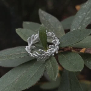 S925 Sterling Silver Poppy Leaf Ring Jewelry 05 Silver Leaf Ring Jewelry with intertwined leaf motifs placed on a green plant, highlighting its botanical texture and nature‑inspired design.