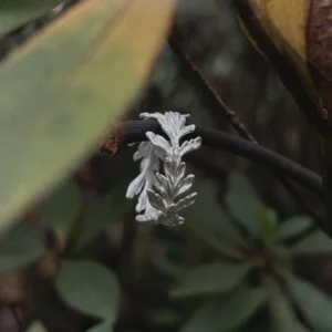 S925 Sterling Silver Poppy Leaf Ring Jewelry 10 Silver Leaf Ring Jewelry styled on a dark twig among green and yellow foliage, highlighting its detailed leaf‑shaped design in a natural setting.