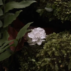 Daffodil Ring in S925 Sterling Silver March Birth Flower Ring 01 Daffodil Ring in S925 Sterling Silver March Birth Flower Ring 01