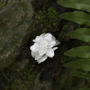 Daffodil Ring in S925 Sterling Silver March Birth Flower Ring 08 Daffodil Ring in S925 Sterling Silver March Birth Flower Ring 08