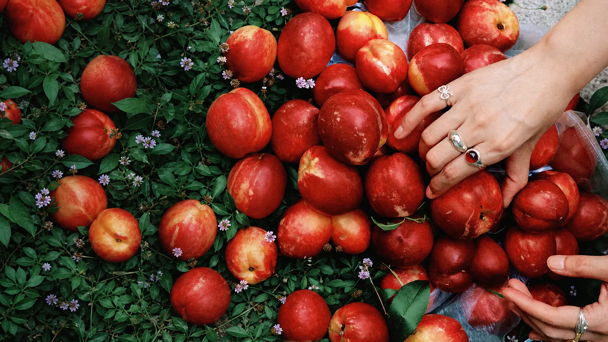 Home 2 Hands wearing silver rings among red peaches and garden leaves