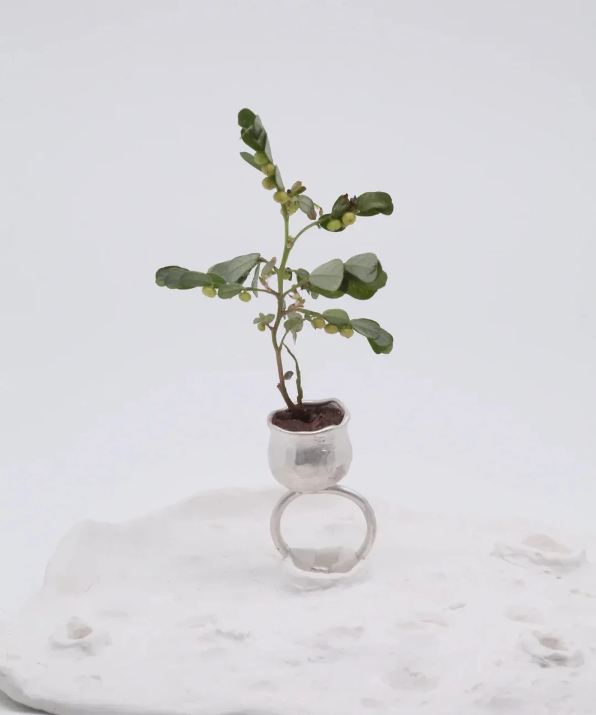 Front view of a silver flower pot ring holding a leafy plant, standing on a white textured platform with the open band below