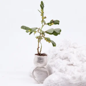 Whimsical ring shaped as a silver flower pot, holding a leafy plant beside a white textured prop with the open band visible below